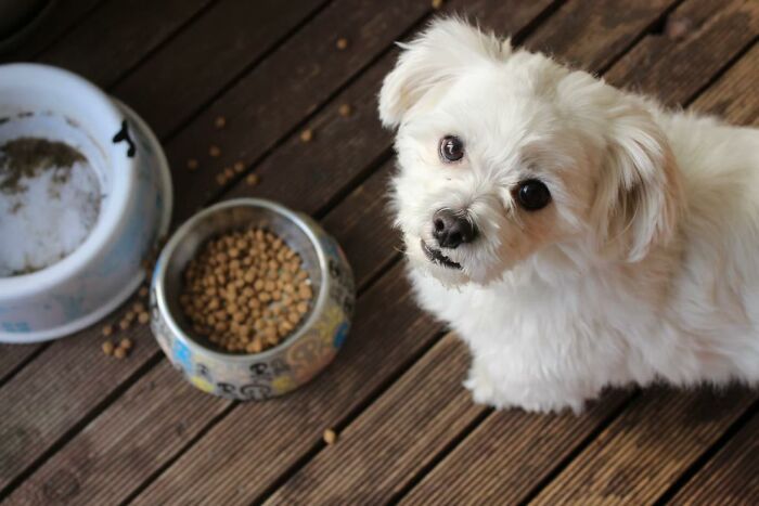 20 Cosas que los dueños de mascotas deberían saber, según los veterinarios