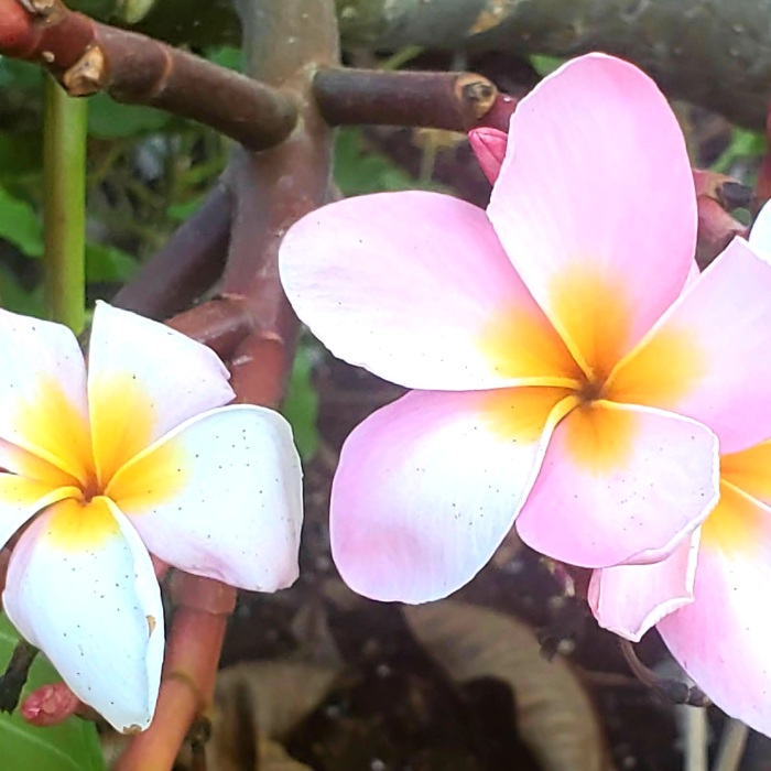 My Best 35 Flower Photos