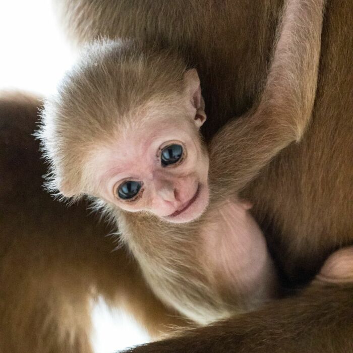 Another Baby Gibbon Was Born In The Skopje Zoo – A Rarity Both In Nature And In The Zoo