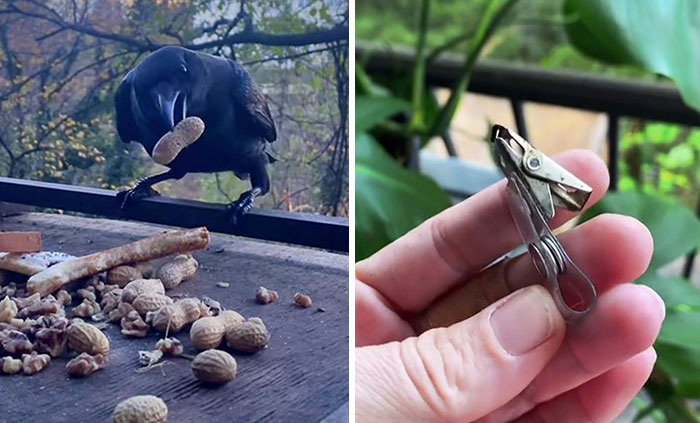 This Woman Befriended The Crows And Now Receives The Most Random Gifts As A Token Of Appreciation
