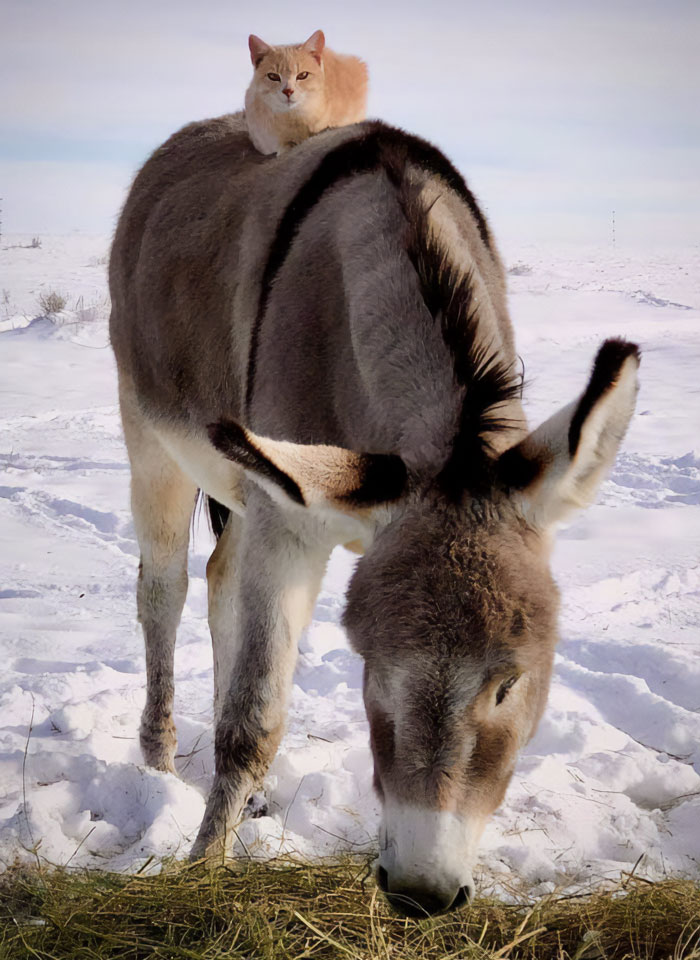 Real Life Puss In Boots With His Friends Donkey