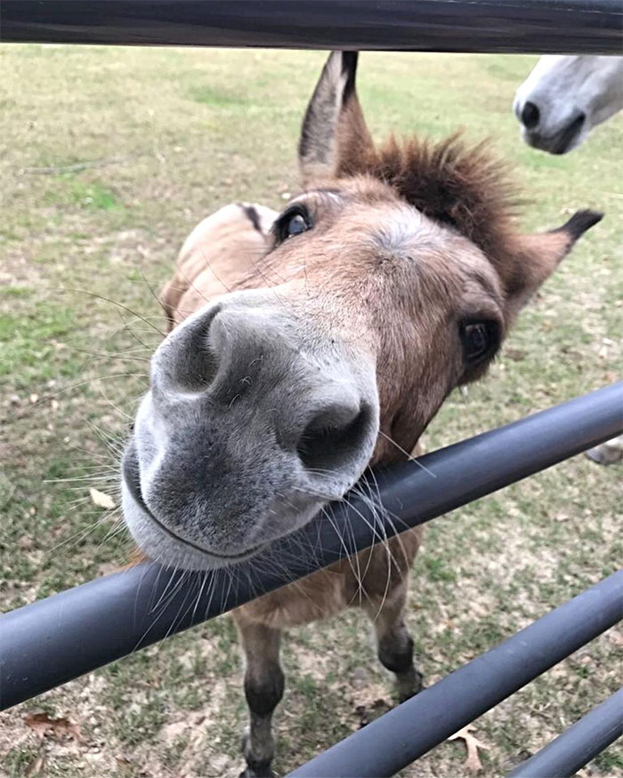 My Dad Recently Retired And I Was Worried He Would Be Lonely. He Just Sent Me This Pic Of A Donkey That He Rescued