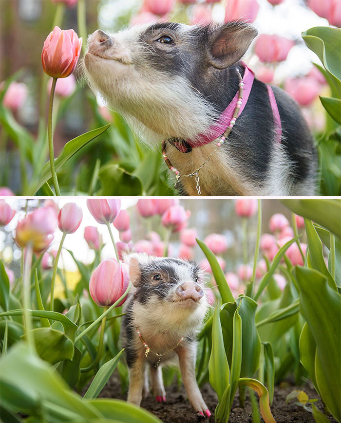 A pig posing in a tulip field