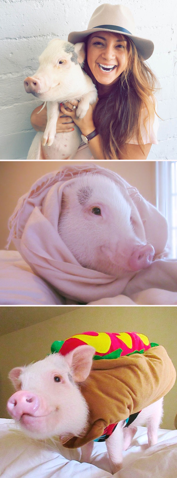 Three images: one woman with the hat happily holding a pig another pig wrapped in a pink blanket, and the last pig in a hot dog costume