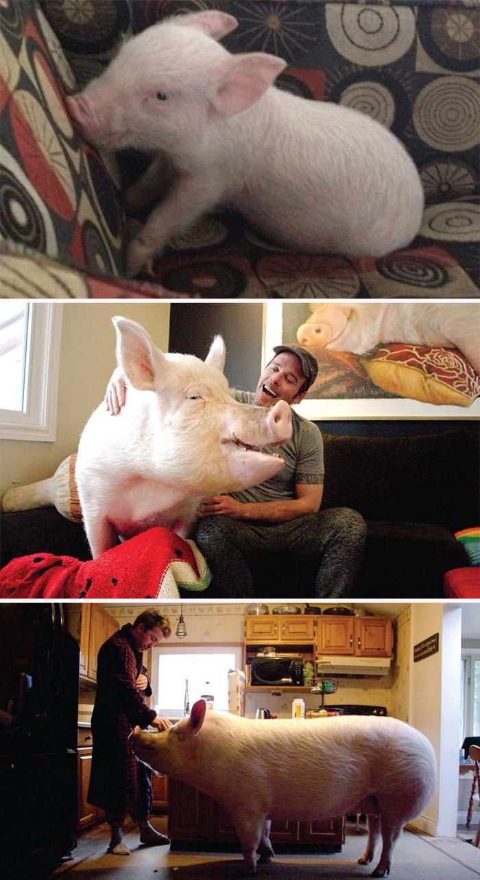 Una pareja cree haber adoptado un minicerdo y lo mantiene como mascota incluso después de que creciera hasta pesar 295 kilos