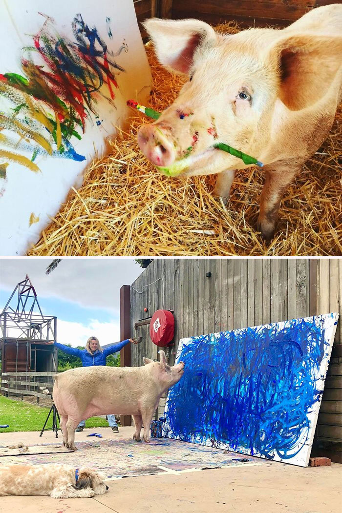 Two images: one close-up pig with a brush in its mouth and its colorful painting and another pig painting a blue abstract painting and a woman standing nearby with hands spread