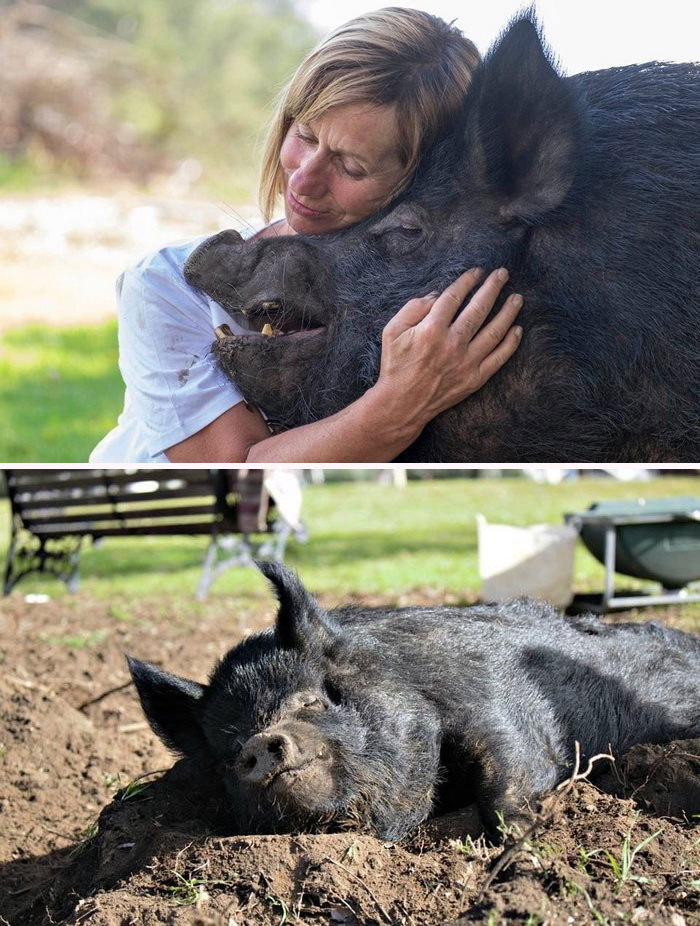 Woman hugging a big black pig