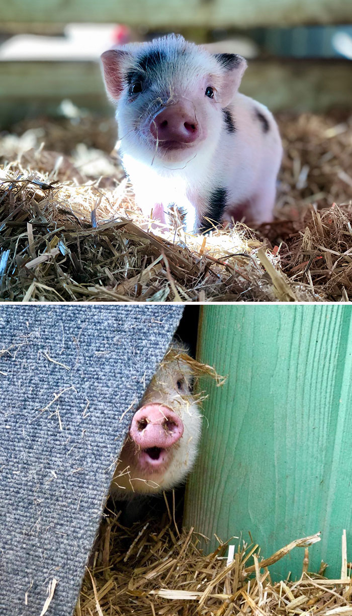 Two images, one showing a piglet and the other a pig face with mouth open