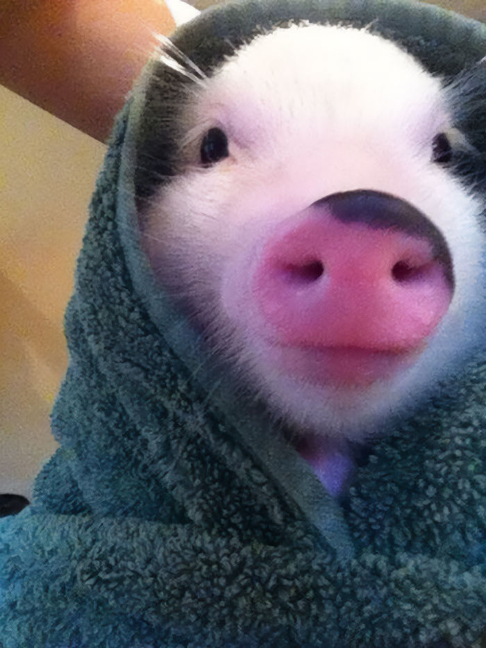 Pig In A Blanket