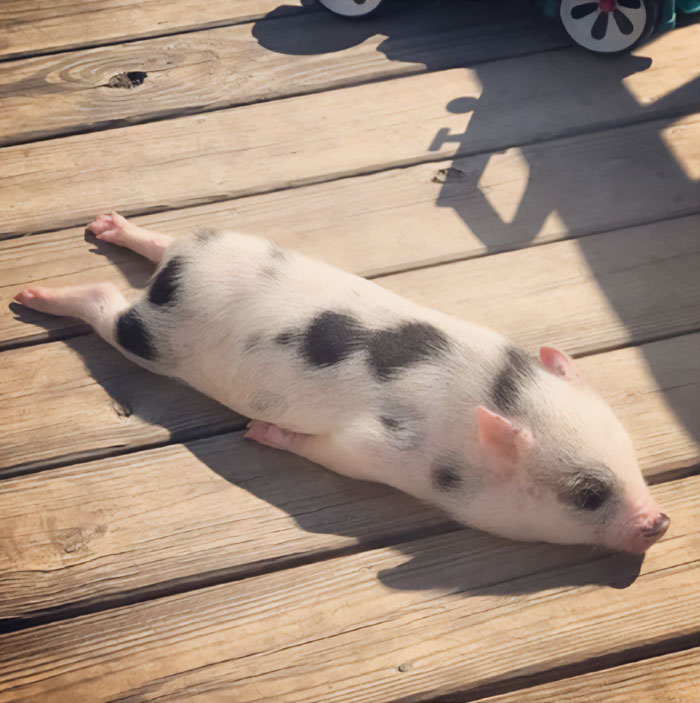 Pig sunbathing on wooden ground
