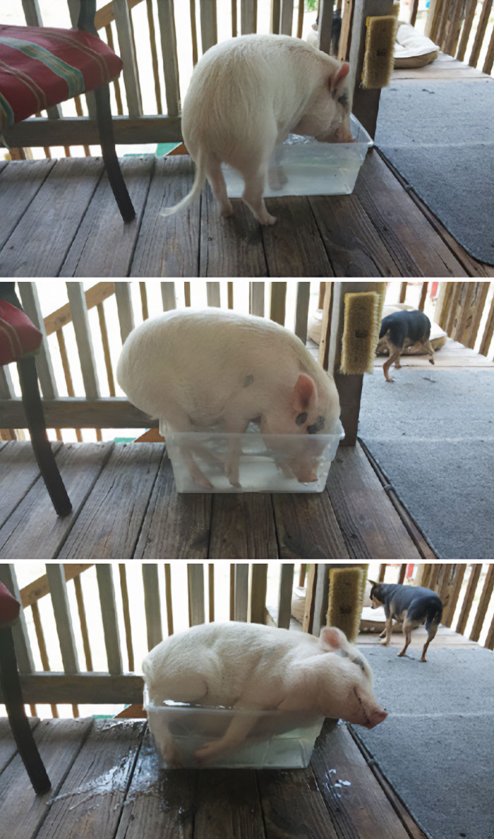 A happy pig is going to bath in too small water container
