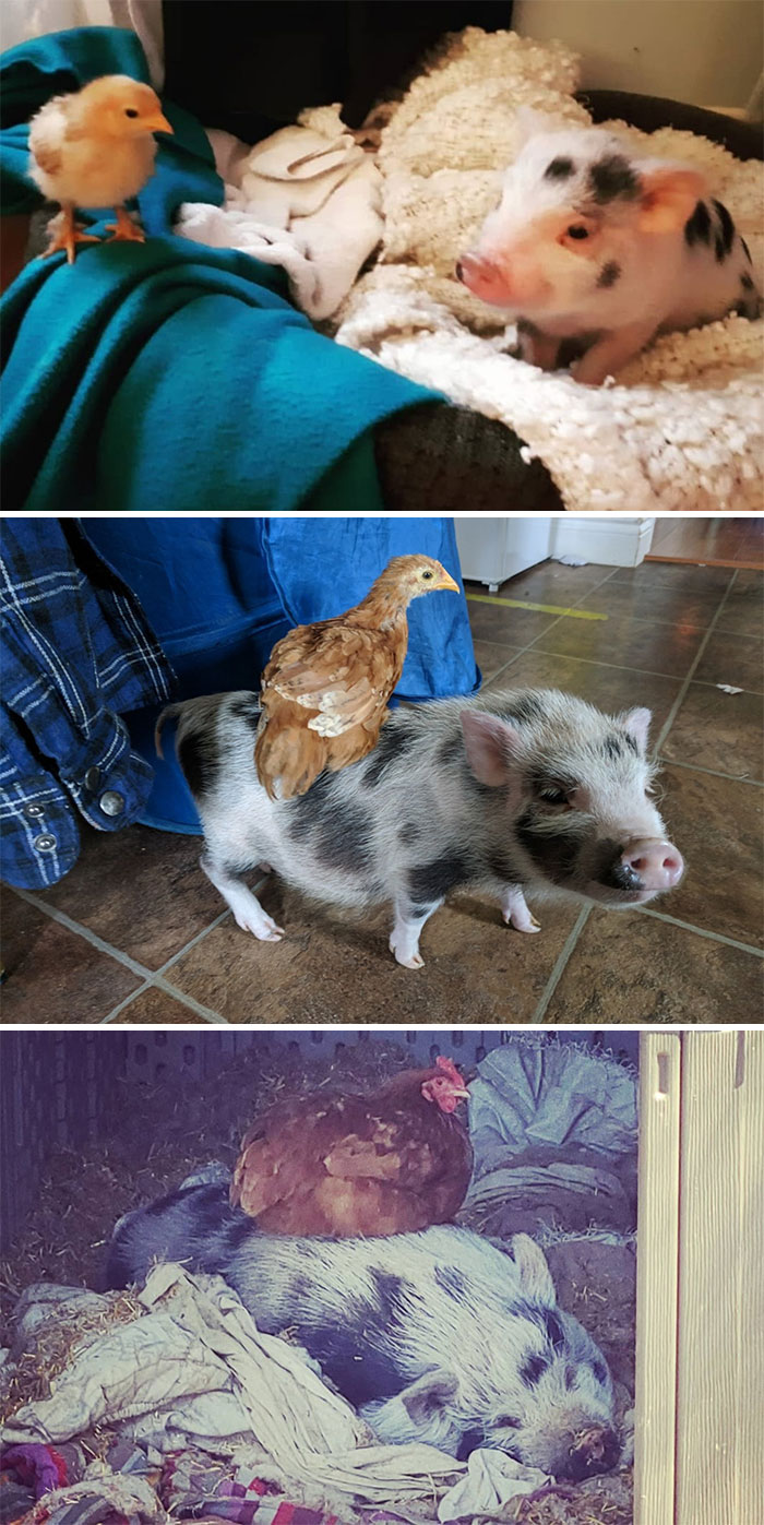Three photos about pig and chicken growing old together