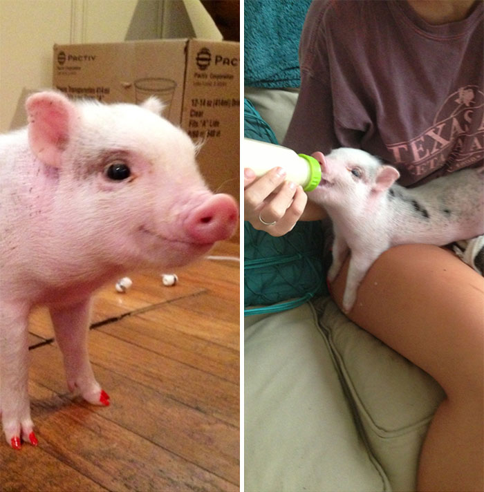 My Roommates And I Got To Baby Sit Our Friends' Pig, Mia Hamm! She's Always Smiling