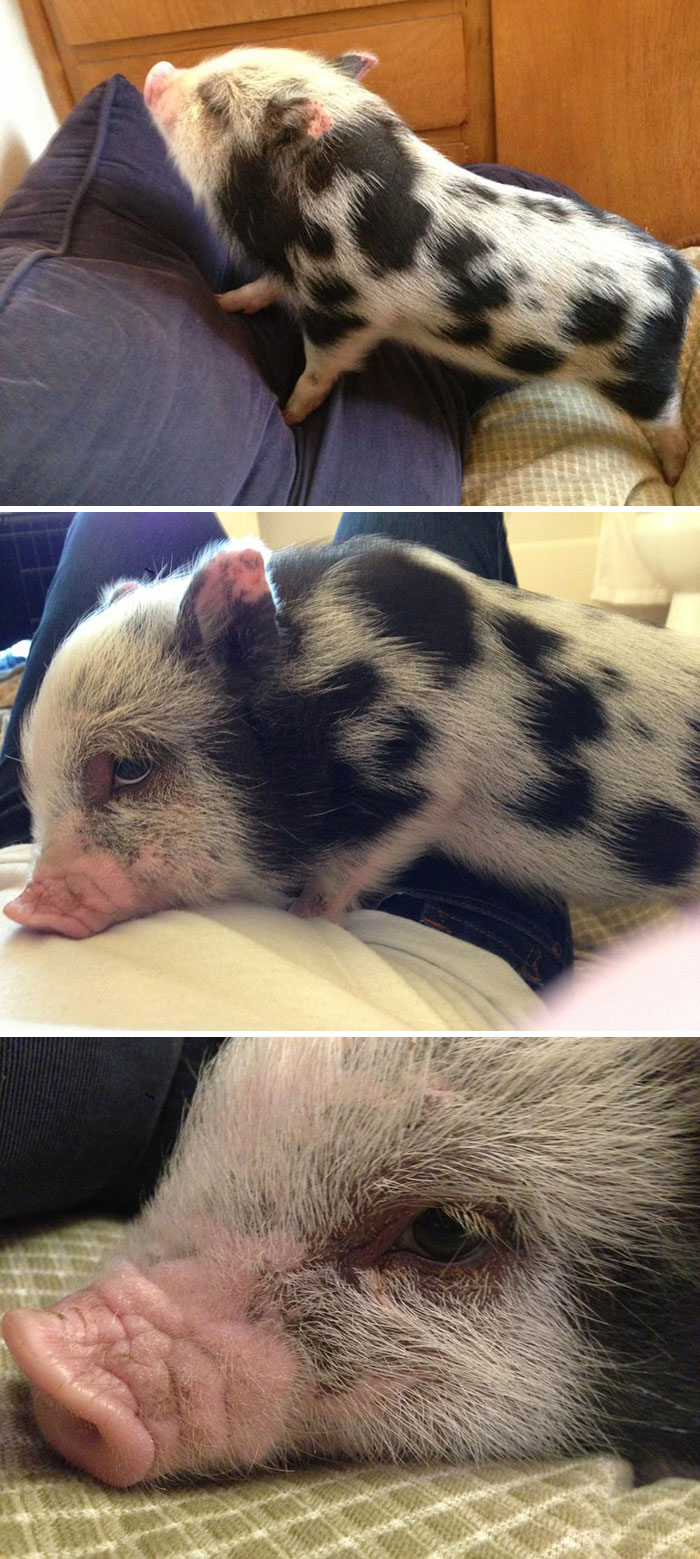 Starbuck, The Pig!