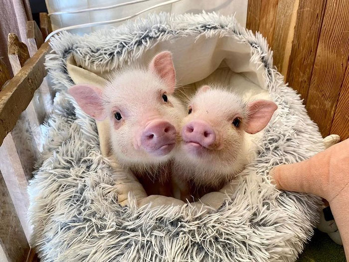 Friendly Pigs