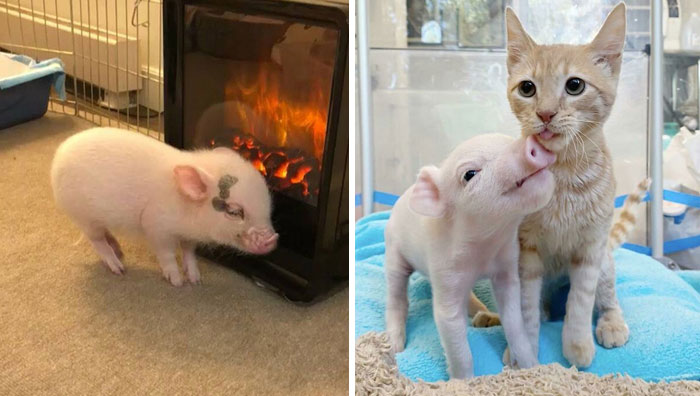 30 Fotos que demuestran que los cerdos tambien pueden ser sociables y cariñosos