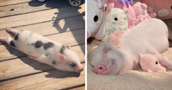 Pigs Can Be Very Sociable And Loving Too And These 40 Photos Prove It |  Bored Panda