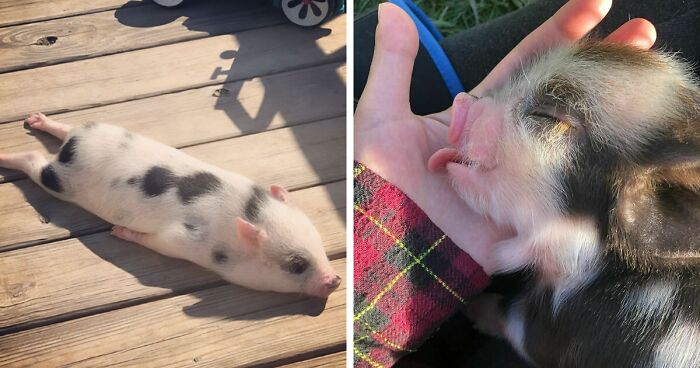 Pigs Can Be Very Sociable And Loving Too And These 187 Photos Prove It