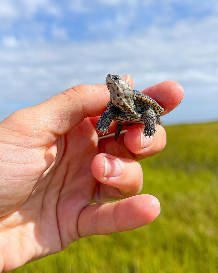 Small Turtle