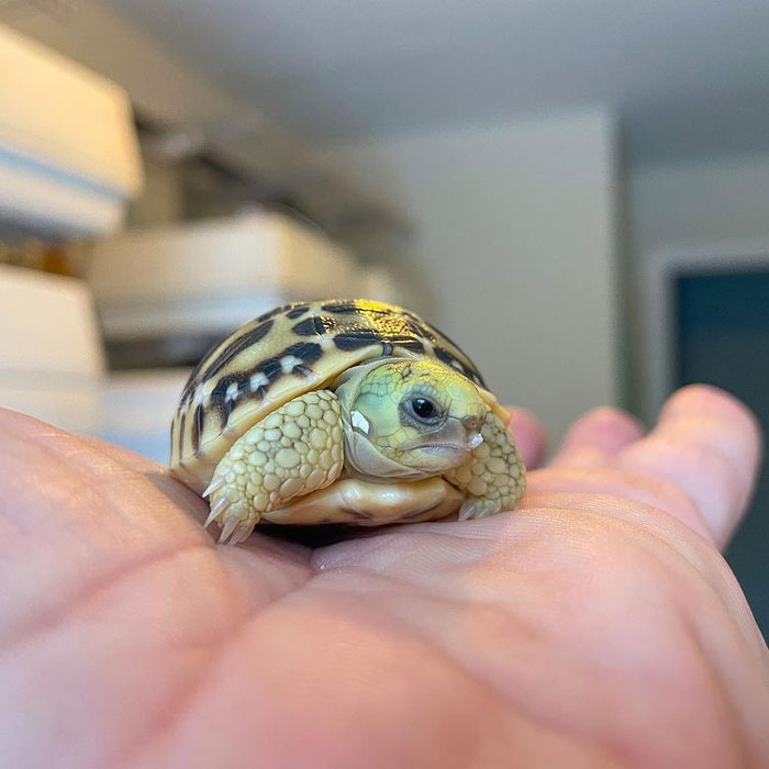 The Very First Hatchling (For Any Species Here) Of 2022 Has Entered The World