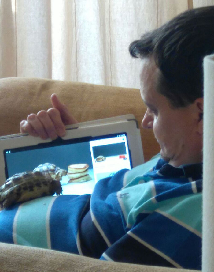 Dad: If We Get A Tortoise I'm Not Looking After It. Also Dad: Get Comfy, Hector, And Let Me Show You Pictures Of Your Brethren