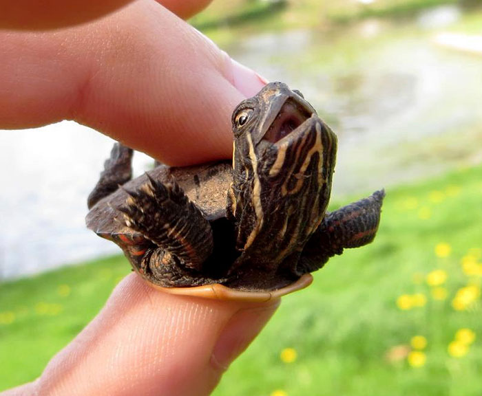 Baby Turtle Thinks It's Skydiving