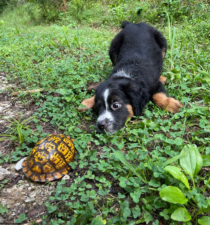Pup Just Met His First Box Turtle, That’s Adorable