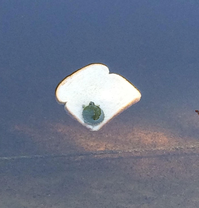 Tortuga flotando en una rebanada de pan