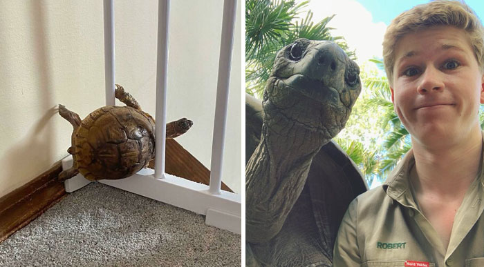 50 Times People Captured Turtles Being Ridiculous And Adorable