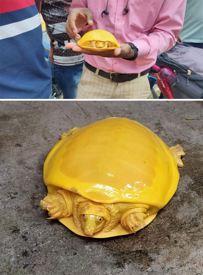 Curiosa tortuga albina encontrada en India que parece una loncha de queso