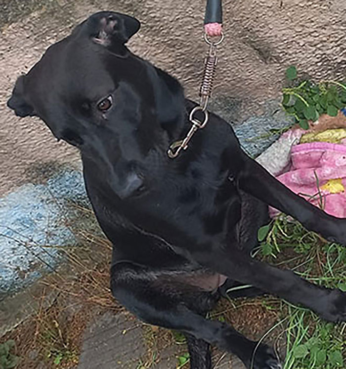 Woman Asked For Help On Social Media After Finding Abandoned Dog With A Note “I’m Sorry, Please Take Care Of Her” Woman Asked For Help On Social Media After Finding Abandoned Dog With A Note “I’m Sorry, Please Take Care Of Her”