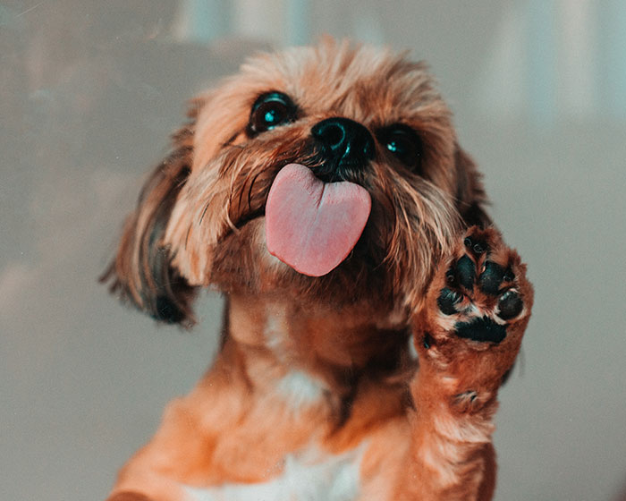 funny dog with tongue