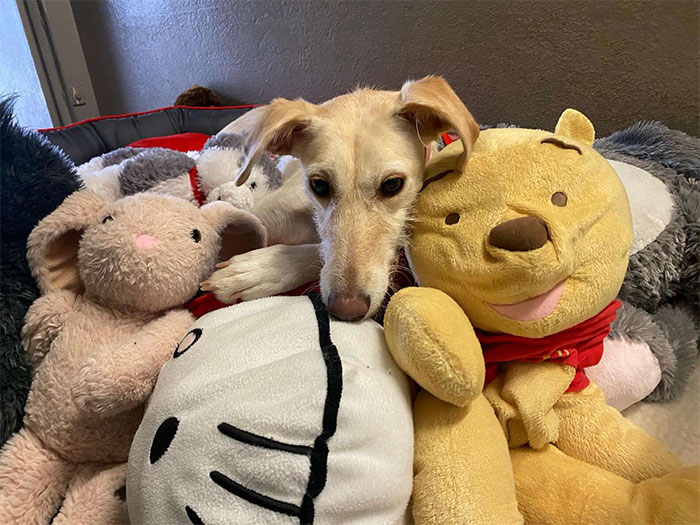 Adorable Lurcher Has Lived Her Whole Life In Shelters, And She Can’t Be Without Her Toys