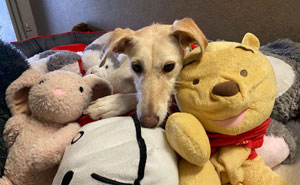 Adorable Lurcher Has Lived Her Whole Life In Shelters, And She Can't Be Without Her Toys