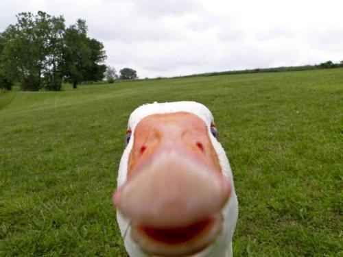 duck-61de797dabd94.jpg