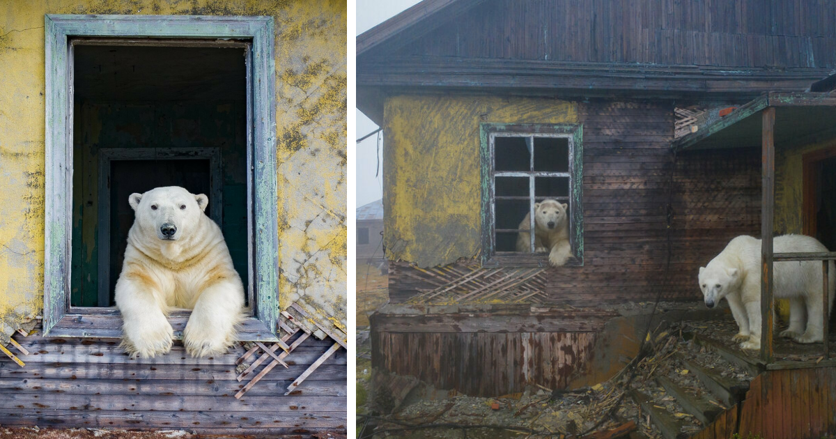 Russian Photographer Takes Photos Of Polar Bears That Took Over