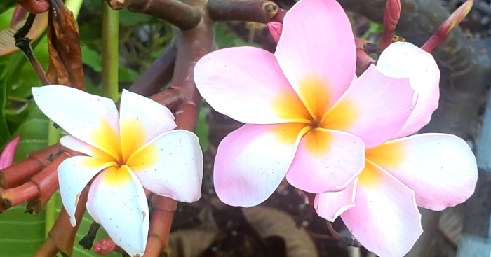 My Best 35 Flower Photos