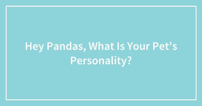 Hey Pandas, What Is Your Pet’s Personality?