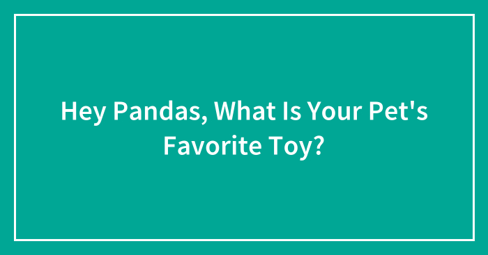 Hey Pandas, What Is Your Pet’s Favorite Toy?