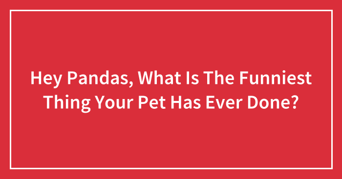 Hey Pandas, What Is The Funniest Thing Your Pet Has Ever Done?
