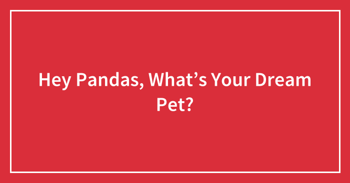 Hey Pandas, What’s Your Dream Pet?
