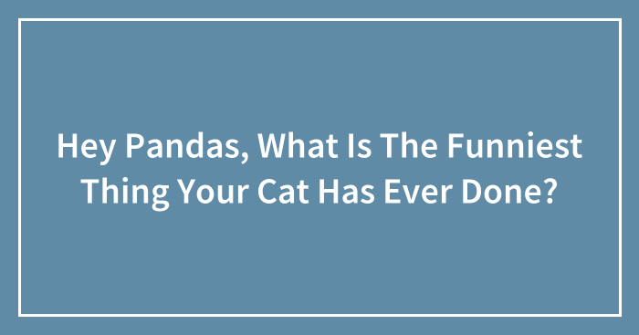 Hey Pandas, What Is The Funniest Thing Your Cat Has Ever Done?