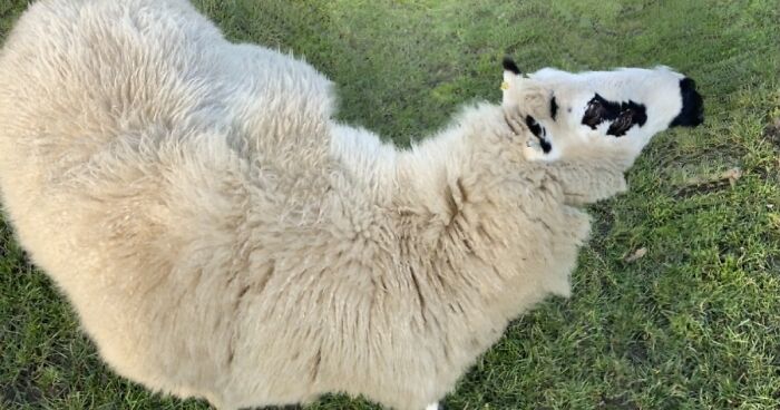 Hey Pandas, Share A Funny Panoramic Photo Of Your Pet (Closed)