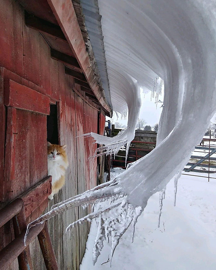 Cat Standing In Barn Underneath Curved Icicles
