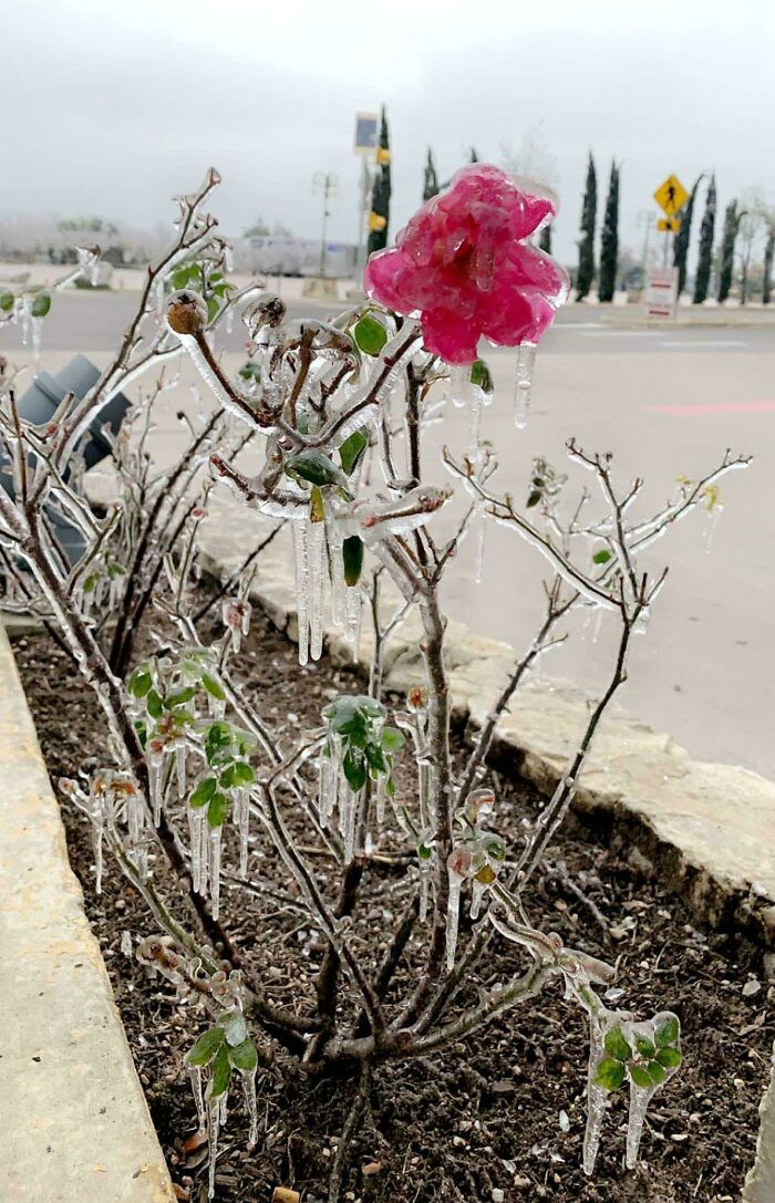 Flor congelada que encontré en Austin durante la tormenta de invierno de Texas