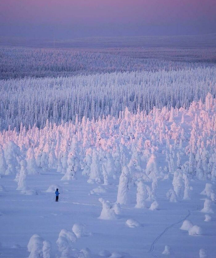 Un bosque infinito cubierto de nieve en Finlandia