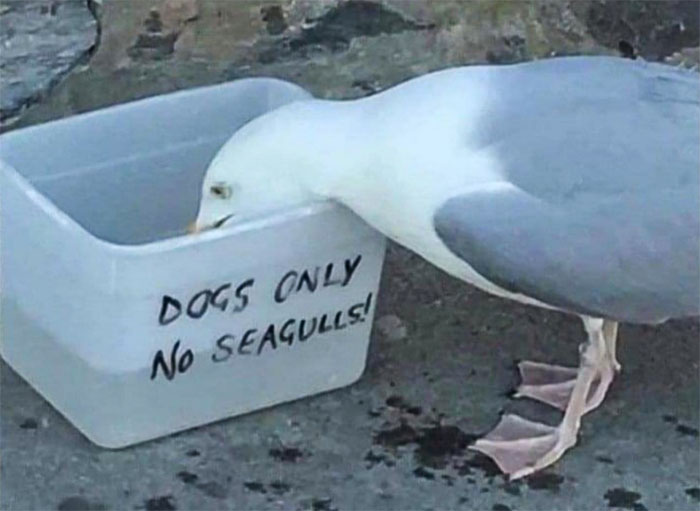 There Was An Attempt To Stop The Seagulls