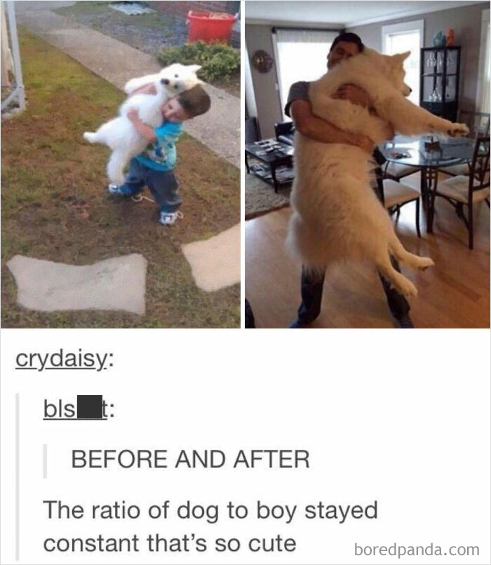 The Ratio Of Dog To Boy