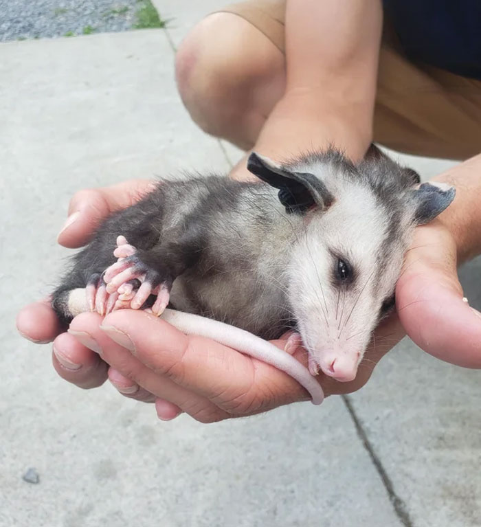My Coworker Is A Wildlife Rehabber Specializing In Opossums. This Little Girl Is Getting Her Beauty Rest
