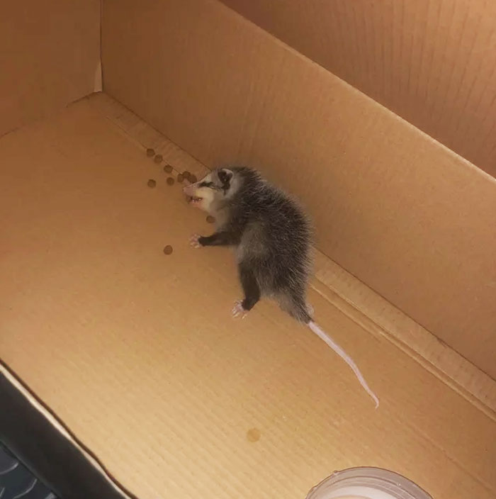 Rescued Baby Opossum